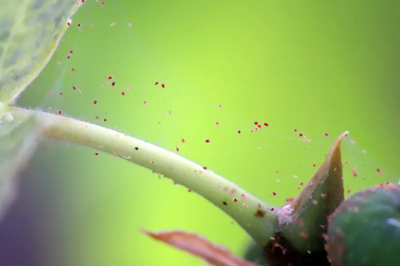 Przędziorki na liściu rośliny doniczkowej z widocznymi delikatnymi pajęczynkami i drobnymi uszkodzeniami