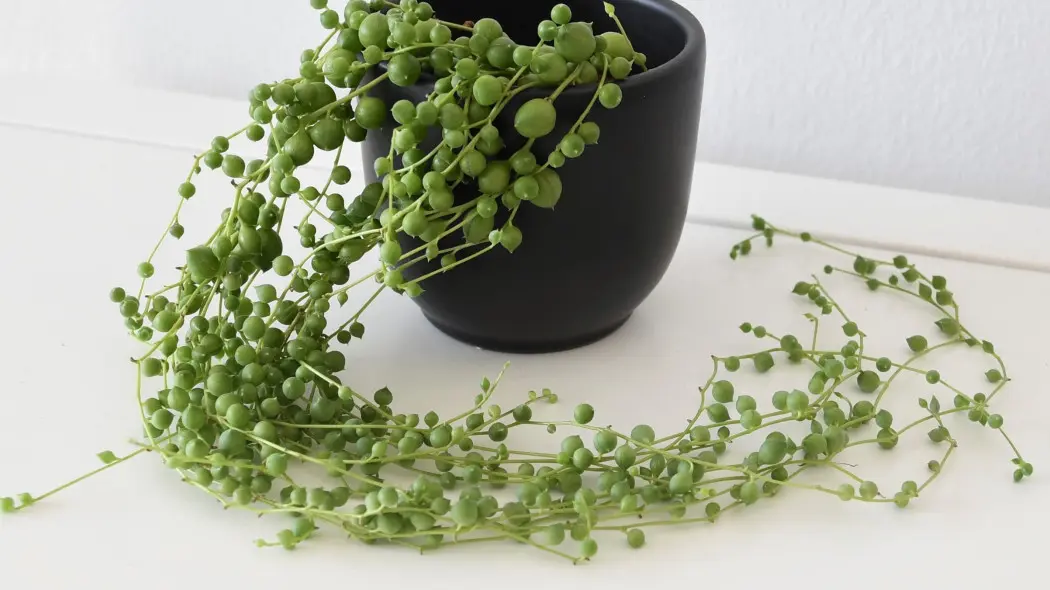 Wygląda jak sznur pereł. Powieś wysoko i nie podlewaj za często, bo w każdym koraliku magazynuje wodę