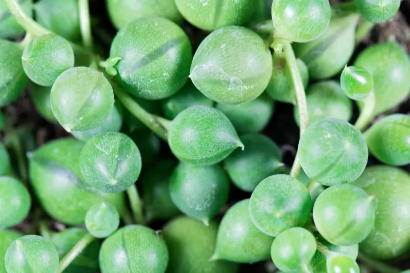 Która roślina radzi sobie jak kaktus? Ta wygląda znacznie ładniej