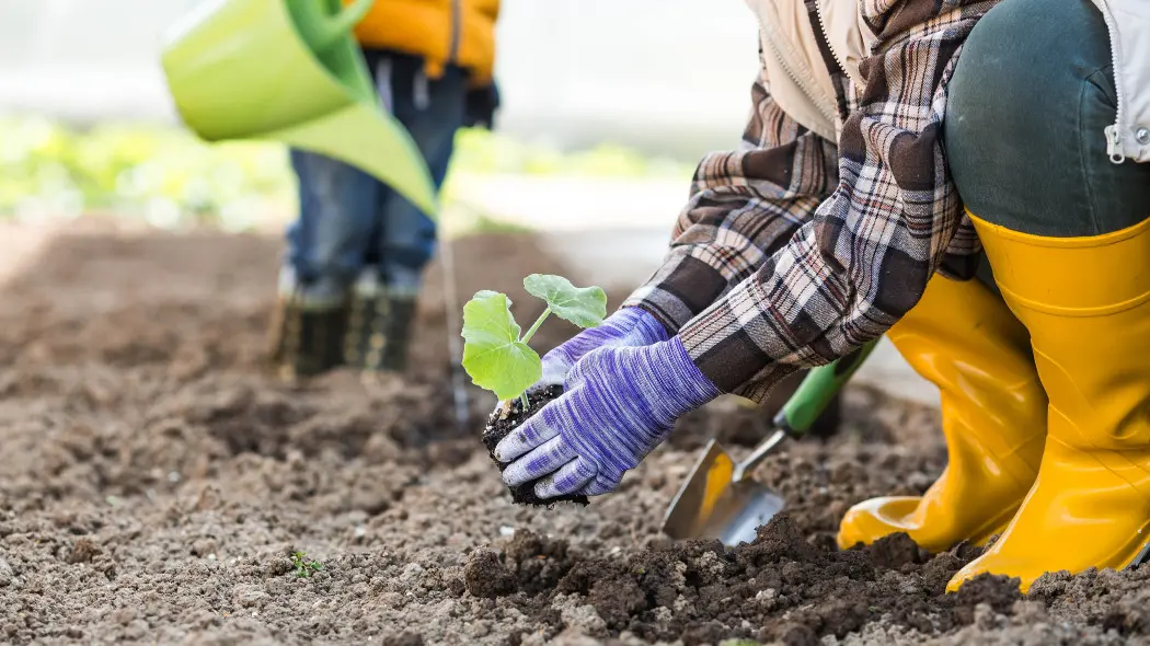 Jak przygotować ziemię pod borówki? Wymagania glebowe 