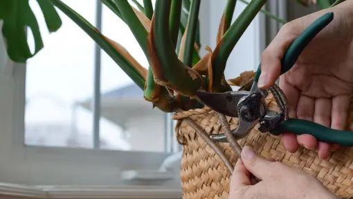 Czy można przycinać korzenie powietrzne roślin doniczkowych? Kiedy to dobry pomysł, a kiedy ryzykowny zabieg?