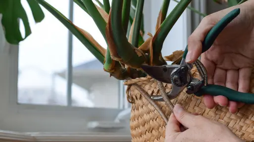 Czy można przycinać korzenie powietrzne roślin doniczkowych? Kiedy to dobry pomysł, a kiedy ryzykowny zabieg?