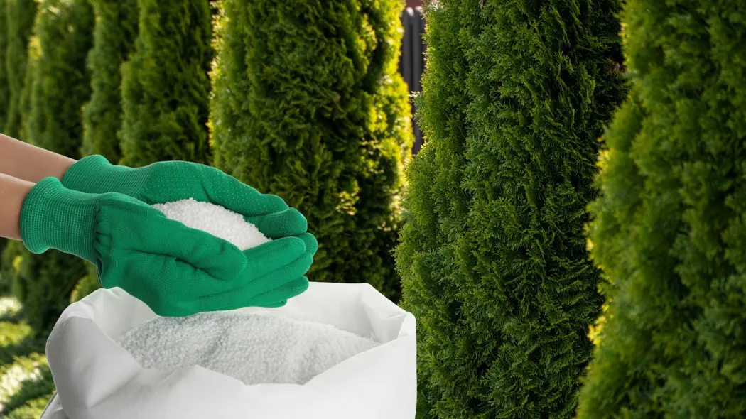 Najlepszy nawóz pod tuje