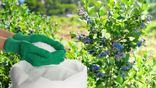 Jaki jest najlepszy nawóz pod borówki?