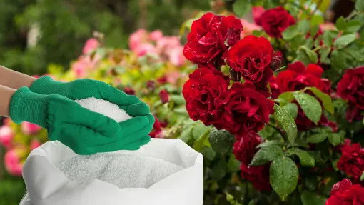 Jaki jest najlepszy nawóz pod róże?