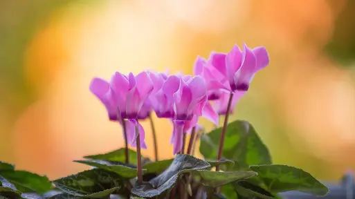 Nawożenie cyklamenu – jak nawozić fiołek alpejski, żeby długo kwitł i był zdorowy?