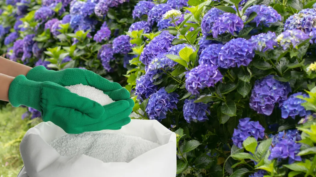 Najlepszy nawóz pod hortensje