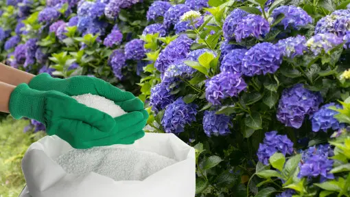 Jaki jest najlepszy nawóz pod hortensje?
