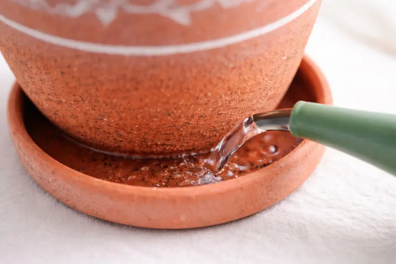 Nawożenie z podlewaniem cyklamenu do podstawki