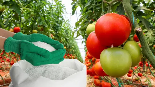 Jaki jest najlepszy nawóz pod pomidory?