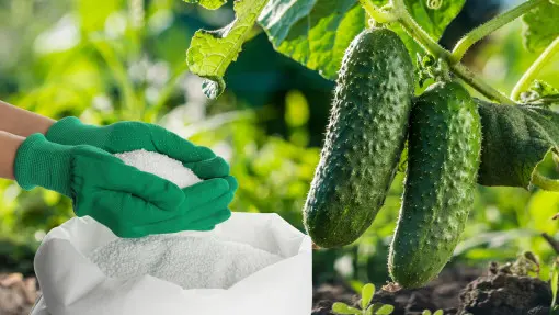 Jaki jest najlepszy nawóz pod ogórki?