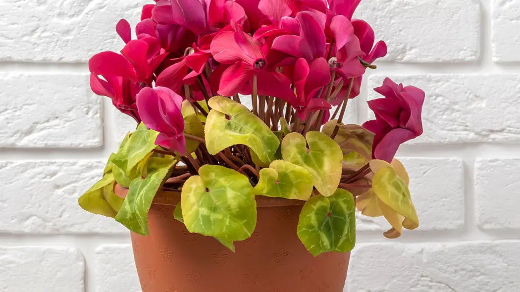 Liście cyklamenu żółkną i więdną