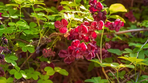 To czekoladowe pnącze długo kwitnie i pięknie pachnie. Przed zakupem policz, ile ma liści