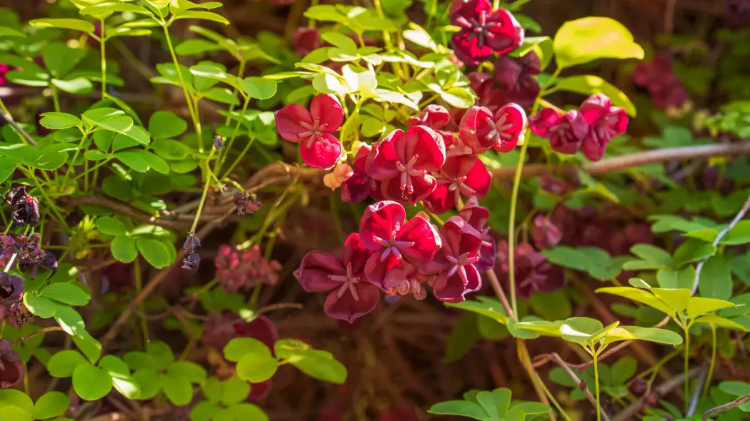 To czekoladowe pnącze długo kwitnie i pięknie pachnie. Przed zakupem policz, ile ma liści