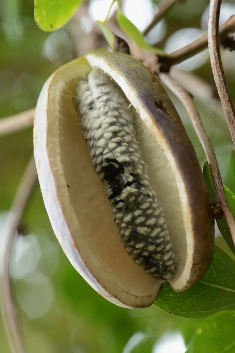 Owoce akebii pięciolistkowej