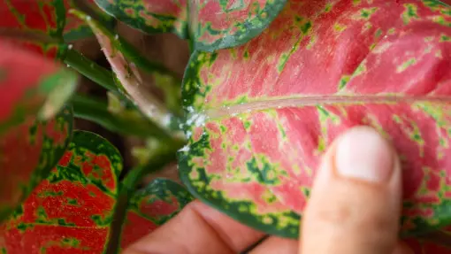 Szkodniki aglaonemy – jak je rozpoznać i skutecznie zwalczać? Co robić, by nie wracały?