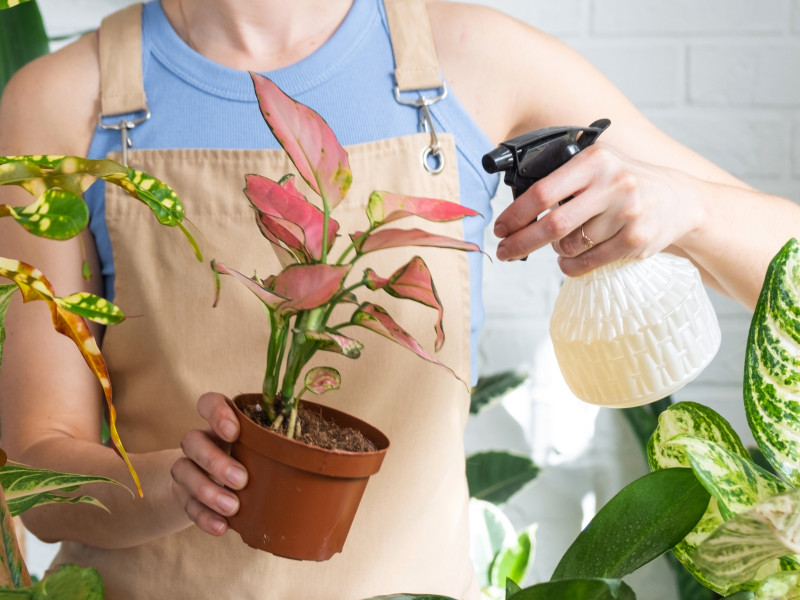 Oprysk aglaonemy na szkodniki