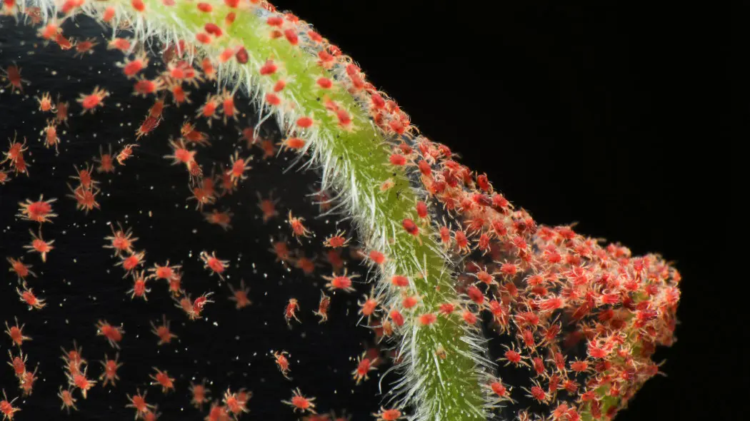 Przędziorki na roślinach