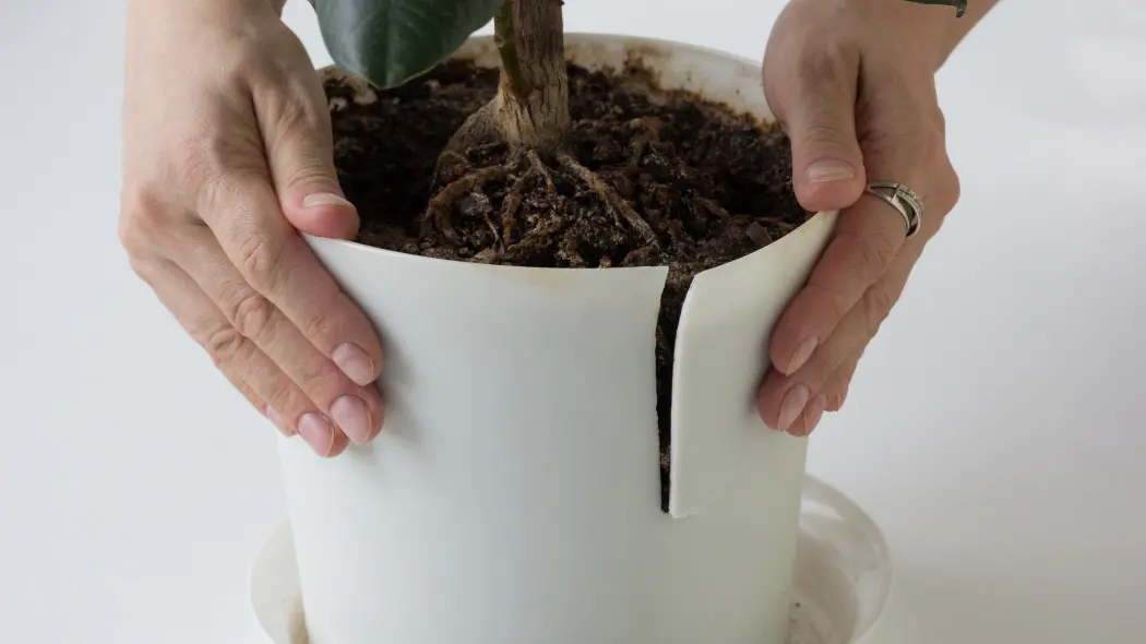 Korzenie nie mieszczą się w doniczce? Daj roślinie więcej miejsca