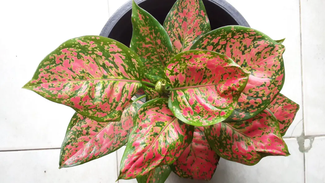 Zimowanie aglaonemy w domu - jakie warunki w mieszkaniu zimą dla roślin egzotycznych