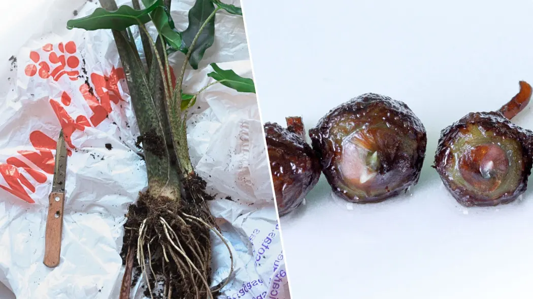 Rozmnażanie alokazji – kiedy i jak to robić