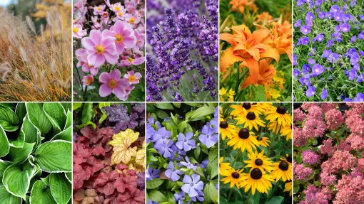 Top 10 bylin na balkon. Są łatwe w pielęgnacji. Raz posadzone zdobią donice latami