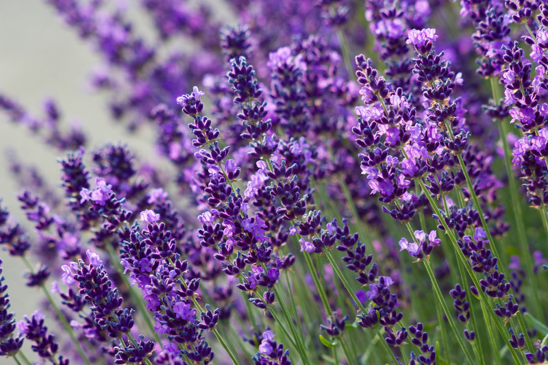 Lawenda - bylina na balkon