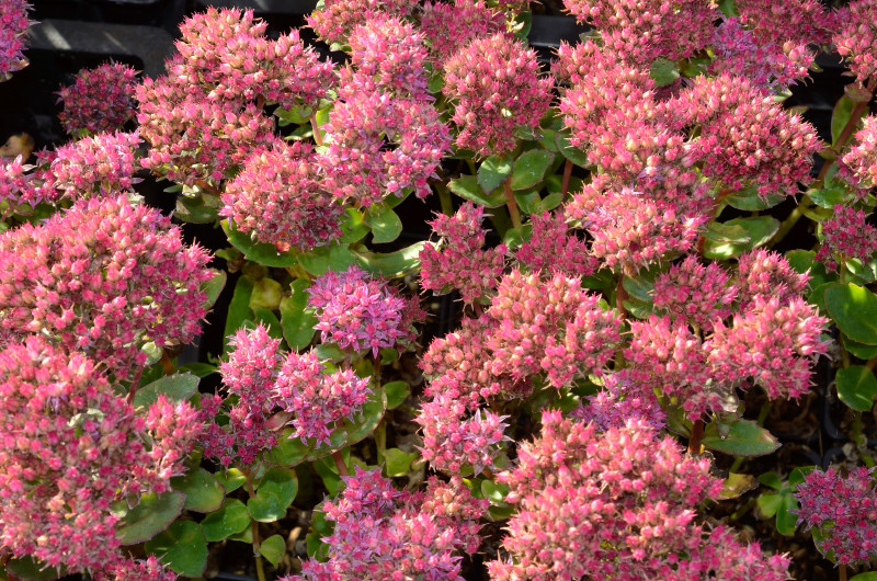 Rozchodnik - bylina na balkon