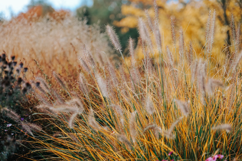 Trawa ozdobna - bylina na balkon