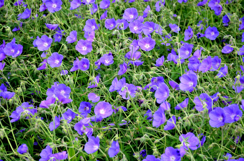 Bodziszek - bylina na balkon