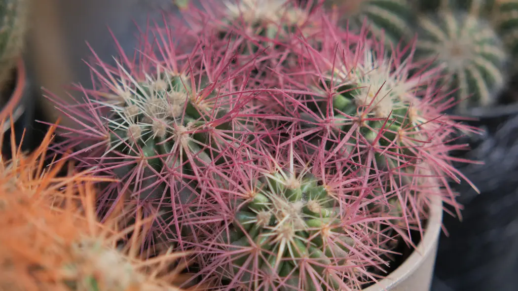 Kolorowe igły u kaktusów