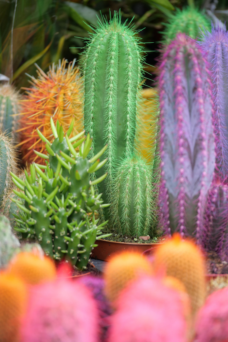 Kaktusy z barwionymi sztucznie igłami – modny hit czy pułapka dla kupujących