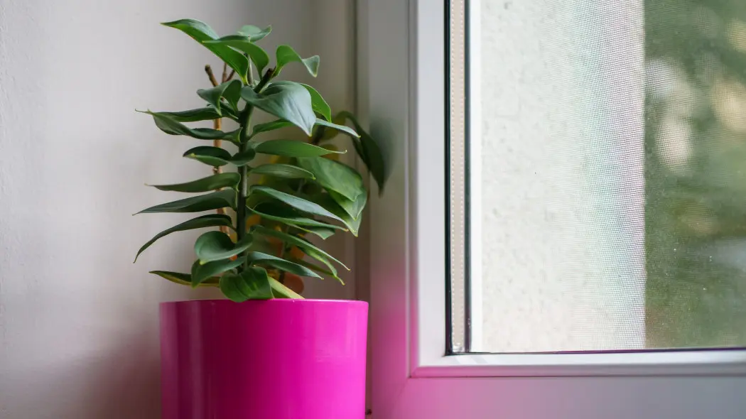 Róg pokoju i roślina doniczkowa