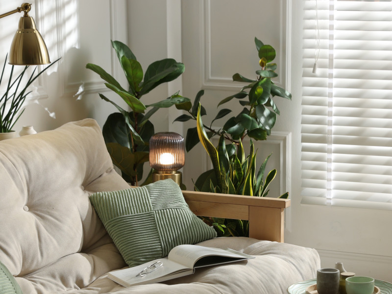 Jak dobrać roślinę do rogu pokoju, by nie wyciągała pędów i nie traciła liści