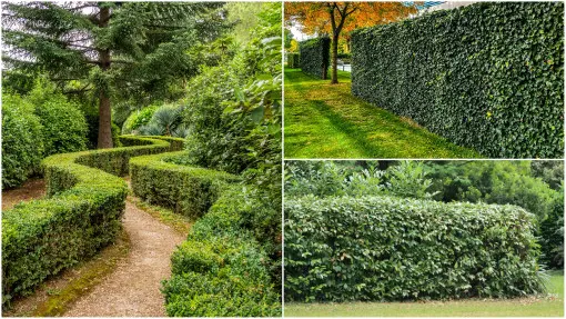 Nie tylko tuje. Poznaj alternatywy na gęstą i trwałą zieloną ścianę