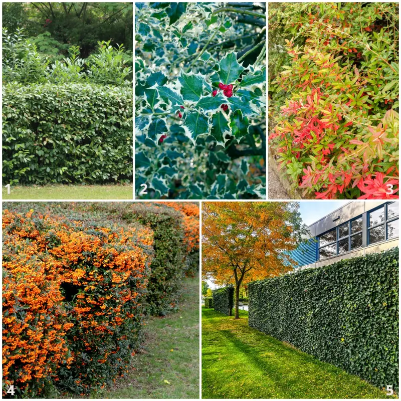 Liściaste gatunki na zielone ściany i żywopłoty do wykorzystania w ogrodzie zamiast tui
