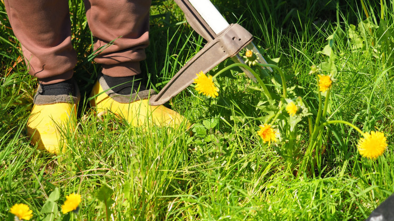 Narzędzie do trawnika - wyrywacz do chwastów