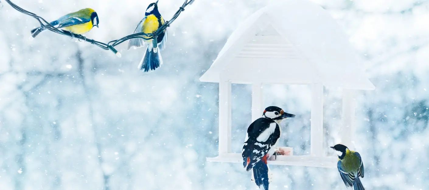 Zima to trudny czas dla ptaków. Pomóż mądrze, a nie zaszkodzisz