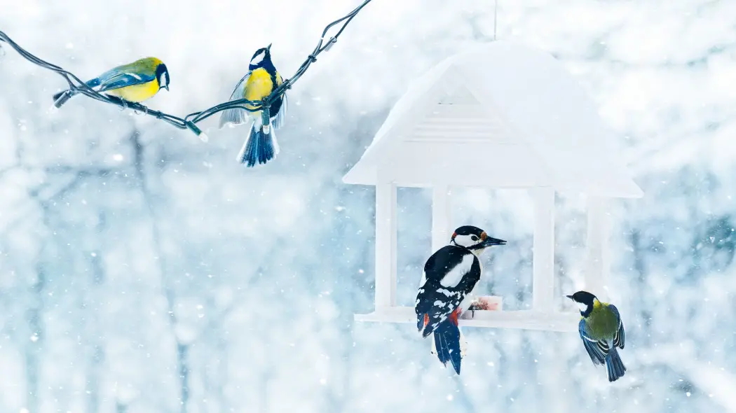 Zima to trudny czas dla ptaków. Pomóż mądrze, a nie zaszkodzisz