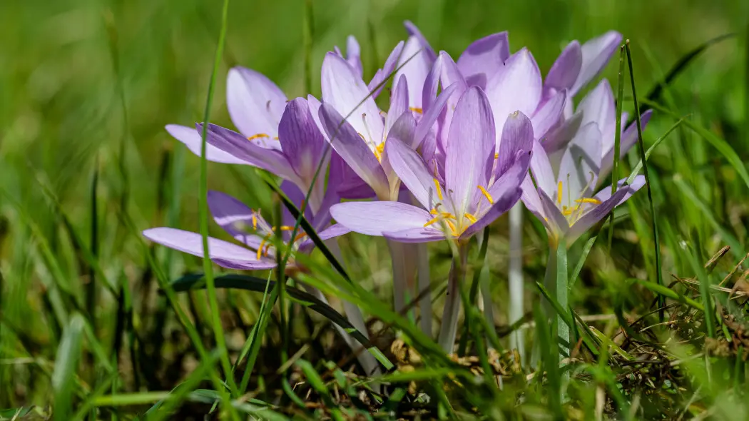 Wygląda jak krokus, ale kwitnie pół roku później. Zajrzyj do środka, a wtedy odróżnisz