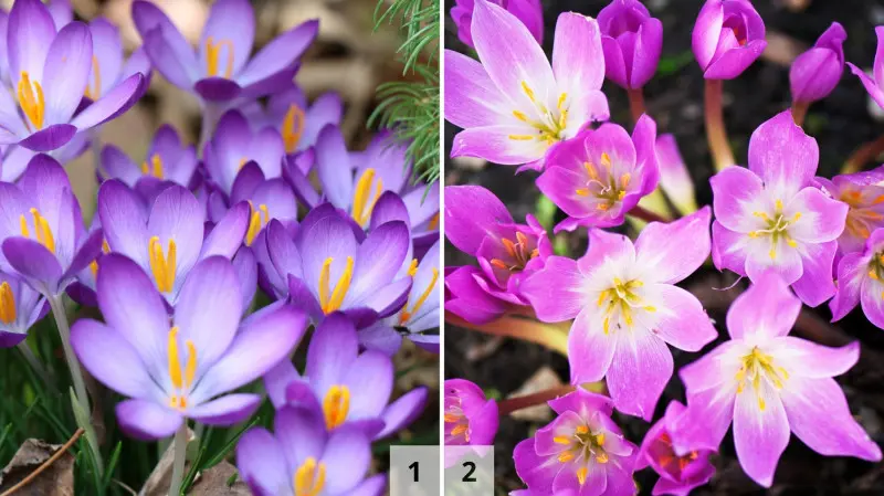 Kwiaty krokusów i zimowitów - podobieństwa i różnice