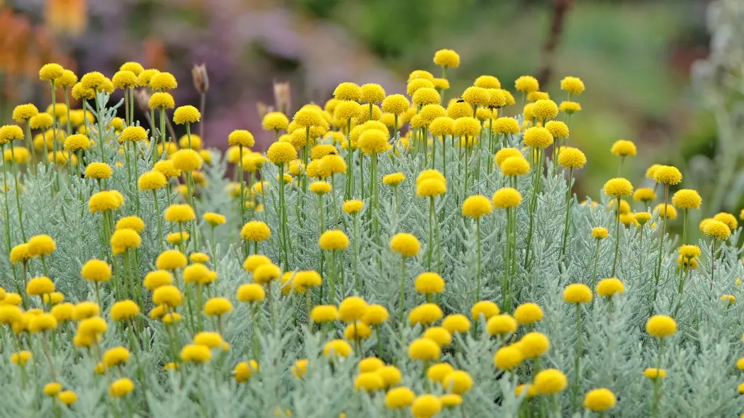 Ta cypryjska lawenda nie wymaga wiele, długo kwitnie i odstrasza insekty. Pokochasz jej żółte pomponiki