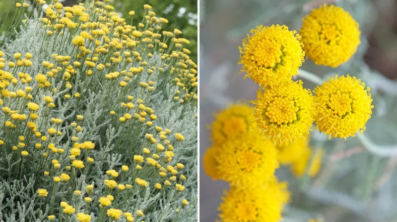 Lawenda cypryjska - wygląd