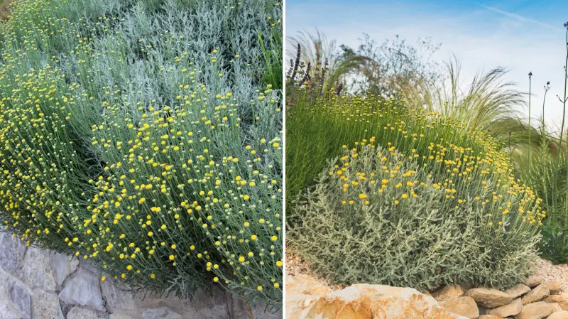 Lawenda cypryjska - zastosowanie