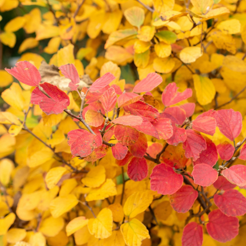 Liście fotergilli Gardena, czyli olszolistnej jesienią