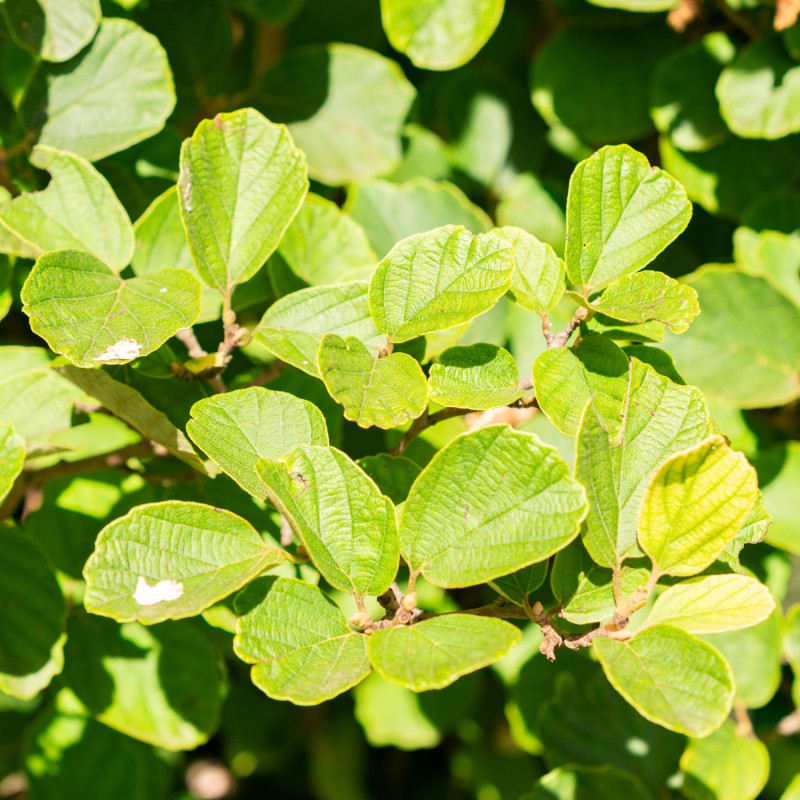 Liście fotergilli Gardena, czyli olszolistnej latem
