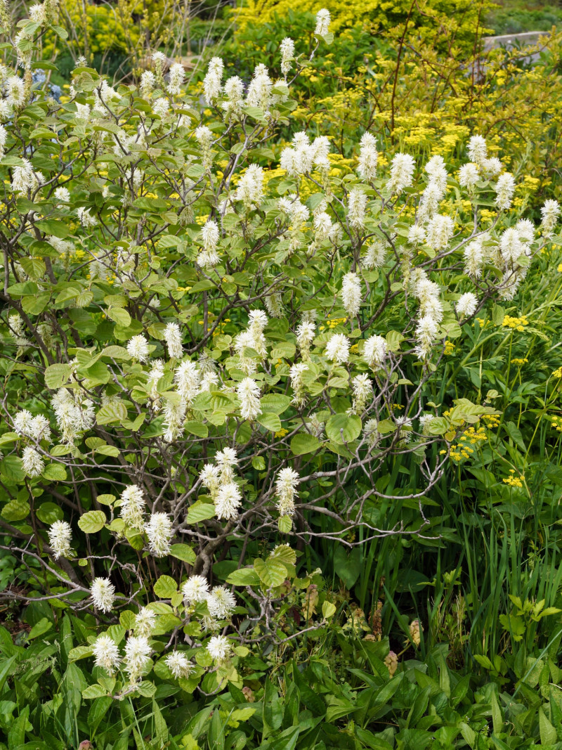 Kwitnąca fotergilla Gardena, czyli olszolistna