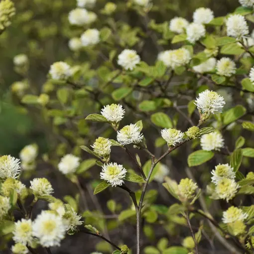 Fotergilla Gardena / Fotergilla olszolistna