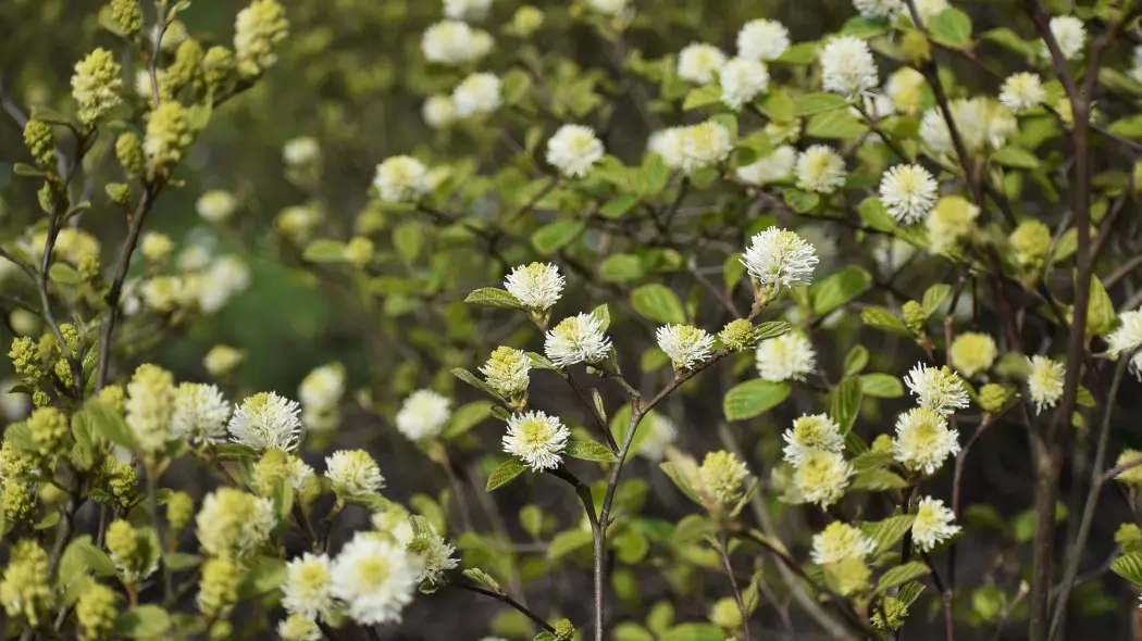 Fotergilla Gardena lub fotergilla olszolistna (Fotergilla gardenii). Krzew kwitnący wczesną wiosną na biało.