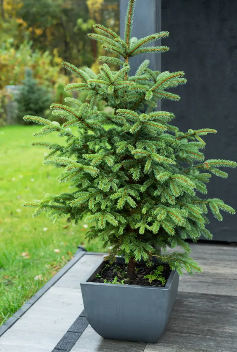 Choinka w doniczce może przetrwać święta i cieszyć oko przez wiele lat